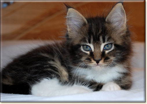 hodowla kotw maine coon Villa Park*PL