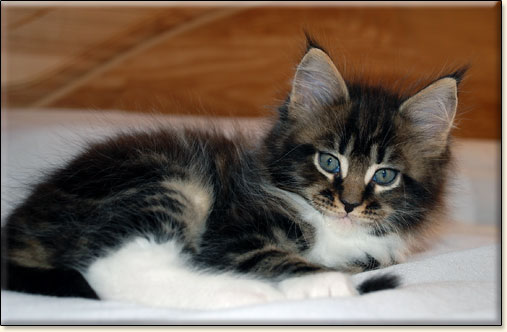 maine coon cattery Villa Park*PL