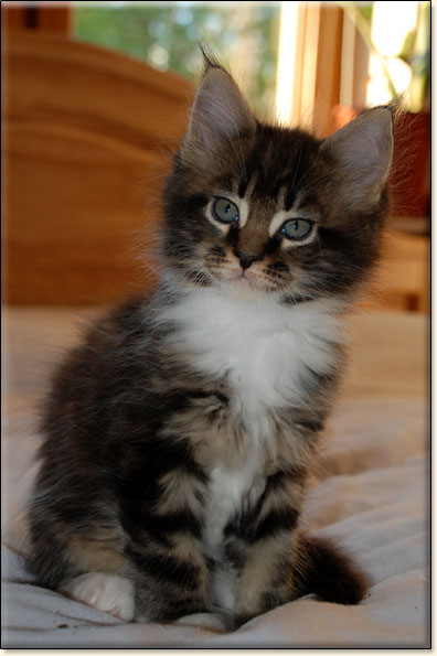 hodowla kotw maine coon Villa Park*PL