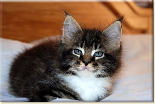 hodowla kotw rasy Maine Coon Villa Park*PL