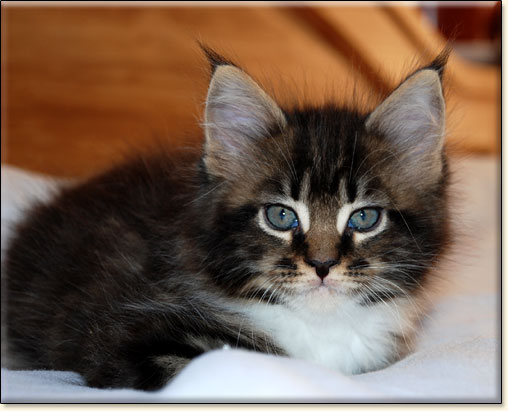 hodowla kotw maine coon Villa Park*PL