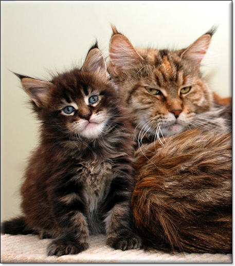 hodowla kotw rasy Maine Coon Villa Park*PL