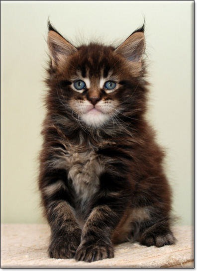 hodowla kotw maine coon Villa Park*PL