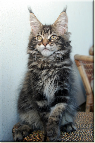 hodowla kotw rasy Maine Coon Villa Park*PL