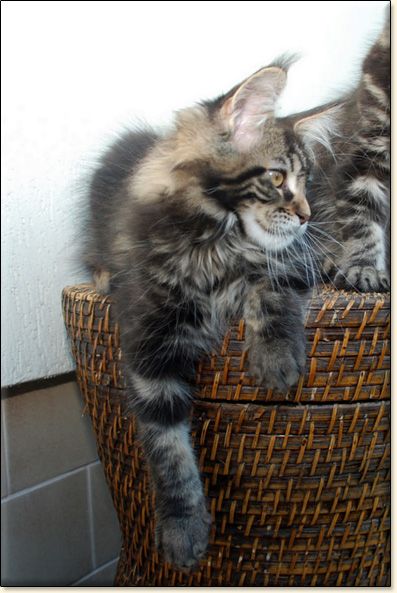 hodowla kotw maine coon Villa Park*PL