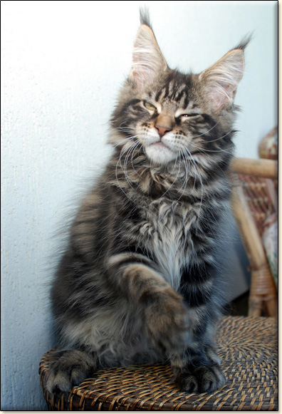 Maine Coon cattery Villa Park*PL