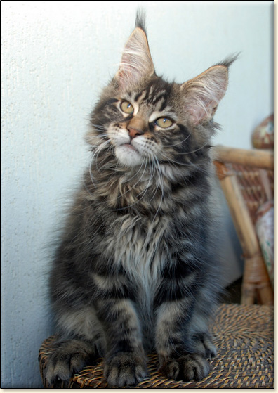 hodowla kotw rasy Maine Coon Villa Park*PL