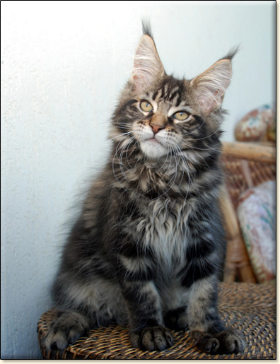 hodowla kotw maine coon Villa Park*PL