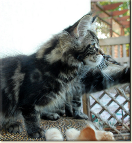 Maine Coon cattery Villa Park*PL