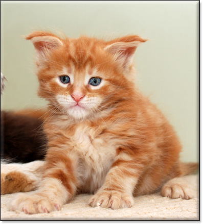 hodowla kotw maine coon Villa Park*PL