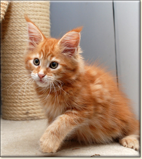 hodowla kotw rasy Maine Coon Villa Park*PL