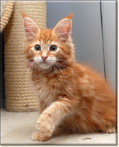 hodowla kotw rasy Maine Coon Villa Park*PL