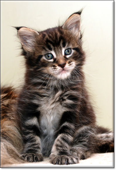 hodowla kotw maine coon Villa Park*PL