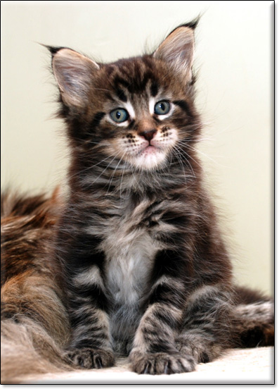 Maine Coon cattery Villa Park*PL