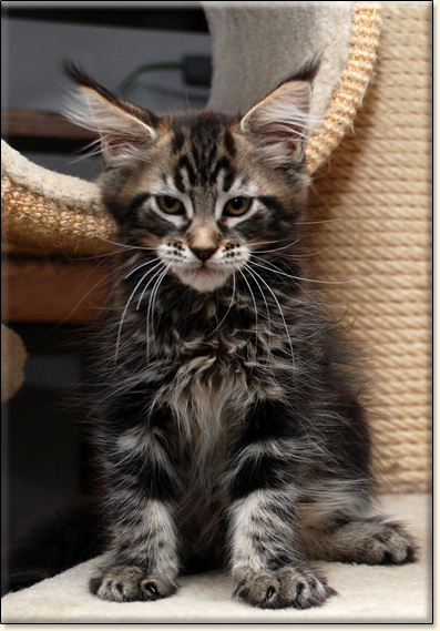 hodowla kotw rasy Maine Coon Villa Park*PL