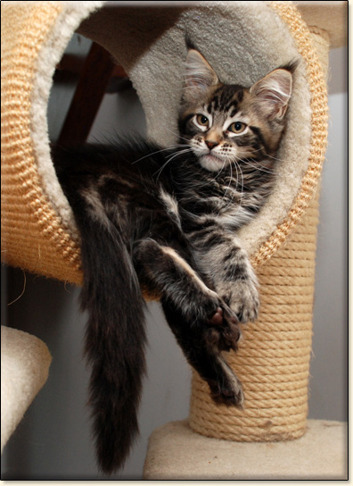 hodowla kotw maine coon Villa Park*PL