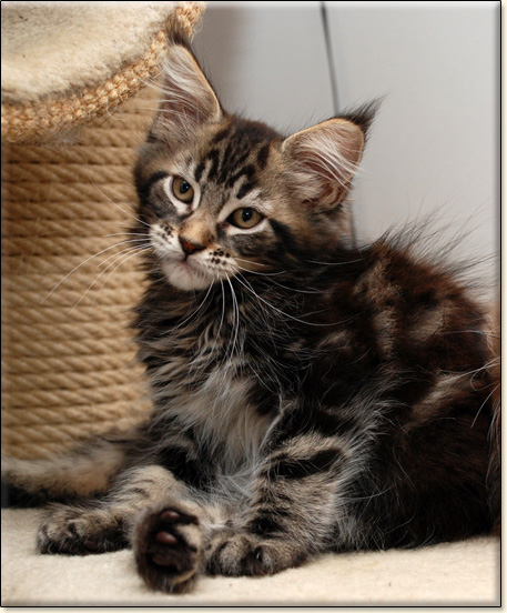 hodowla kotw rasy Maine Coon Villa Park*PL