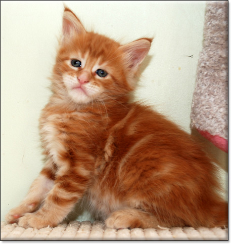 hodowla kotw rasy Maine Coon Villa Park*PL