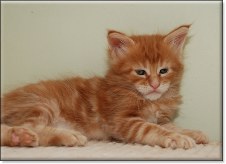 hodowla kotw maine coon Villa Park*PL