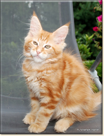 hodowla kotw rasy Maine Coon Villa Park*PL