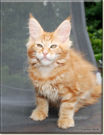 hodowla kotw maine coon Villa Park*PL