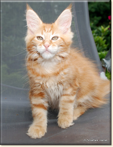 hodowla kotw rasy Maine Coon Villa Park*PL