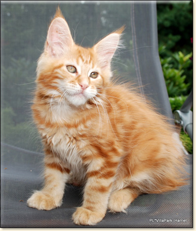 Maine Coon cattery Villa Park*PL