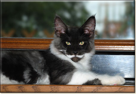 hodowla kotw rasy Maine Coon Villa Park*PL