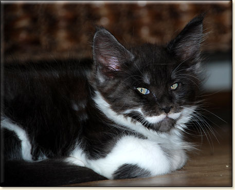 hodowla kotw maine coon Villa Park*PL