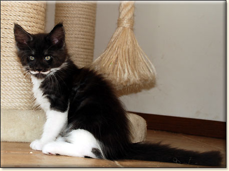 hodowla kotw maine coon Villa Park*PL