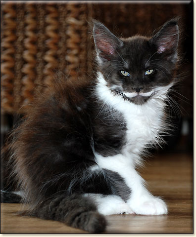 hodowla kotw maine coon Villa Park*PL