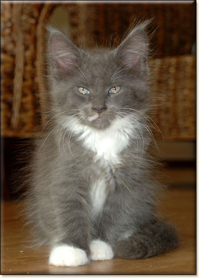 kocita maine coon Villa Park*PL