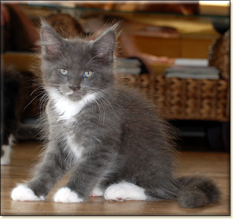 hodowla kotw rasy Maine Coon Villa Park*PL