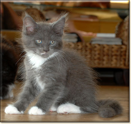 hodowla kotw maine coon Villa Park*PL