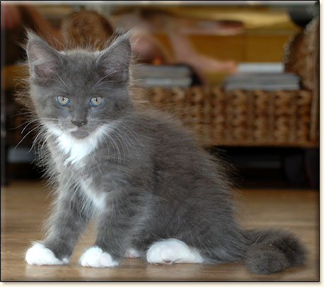 hodowla kotw maine coon Villa Park*PL