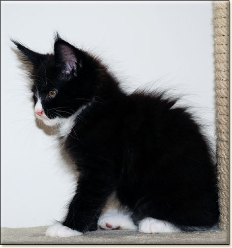 hodowla kotw maine coon Villa Park*PL