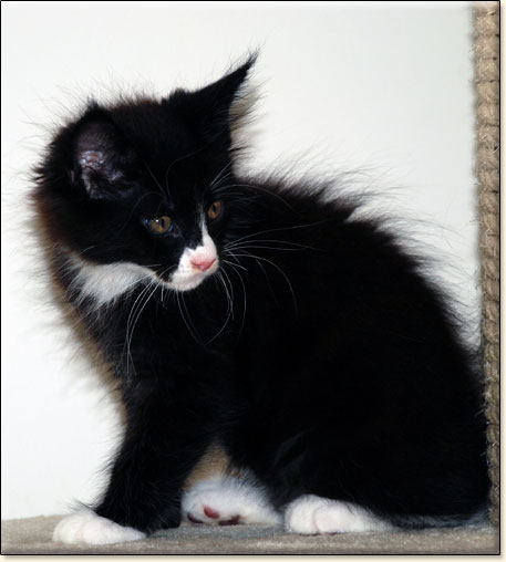 hodowla kotw rasy Maine Coon Villa Park*PL