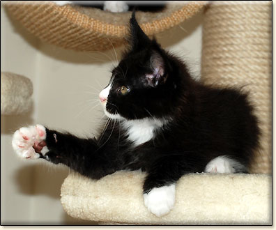 hodowla kotw maine coon Villa Park*PL