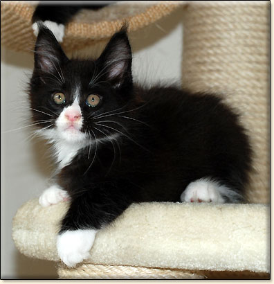 hodowla kotw maine coon Villa Park*PL