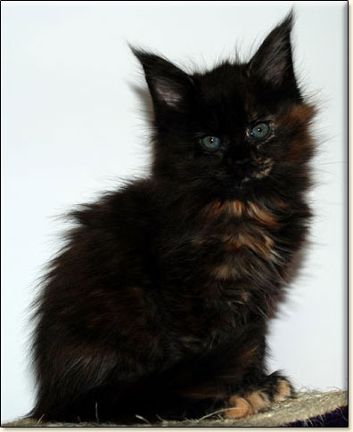 hodowla kotw rasy Maine Coon Villa Park*PL