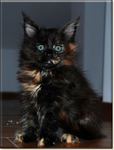 hodowla kotw maine coon Villa Park*PL