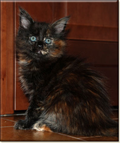 hodowla kotw maine coon Villa Park*PL