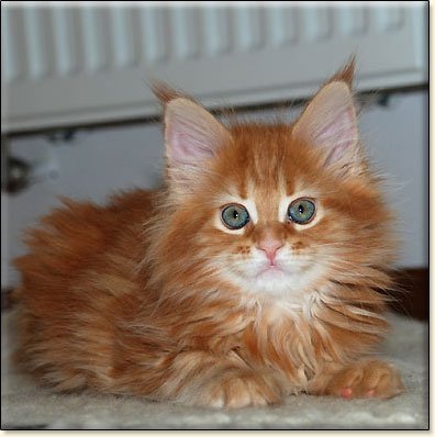 hodowla kotw rasy Maine Coon Villa Park*PL