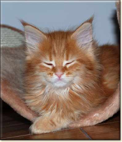 hodowla kotw maine coon Villa Park*PL