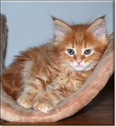 Maine Coon cattery Villa Park*PL