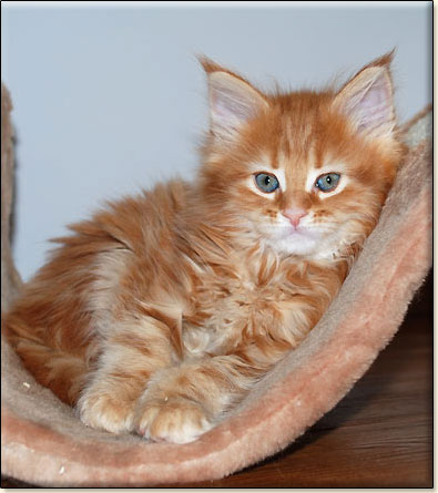 maine coon cattery Villa Park*PL