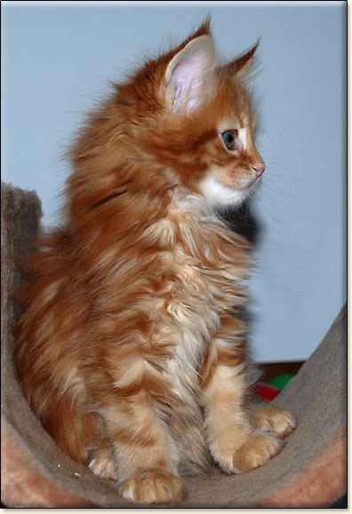 hodowla kotw rasy Maine Coon Villa Park*PL