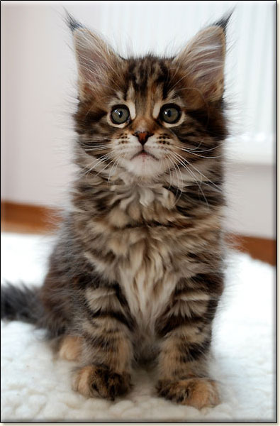 hodowla kotw rasowych maine coon Villa Park*PL