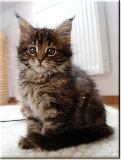 hodowla kotw rasy Maine Coon Villa Park*PL