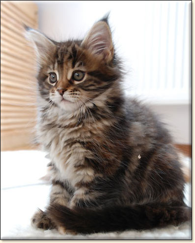 hodowla kotw maine coon Villa Park*PL